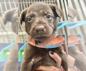 German Shepherd Dog-Unknown Mix Dogs for adoption in Visalia, CA, USA