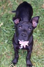 Labrador Retriever-Unknown Mix Dogs for adoption in Greensboro, GA, USA