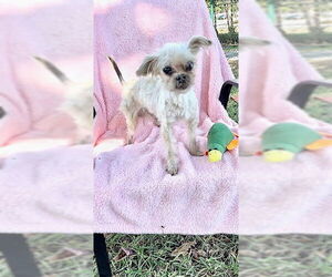 Shih Tzu Dogs for adoption in Weston, FL, USA