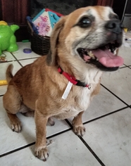 Puggle Dogs for adoption in Melrose, FL, USA