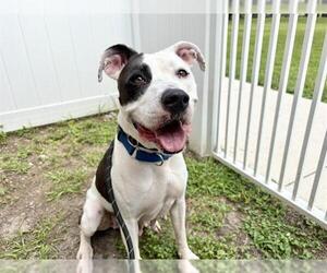 American Staffordshire Terrier Dogs for adoption in Fort Lauderdale, FL, USA
