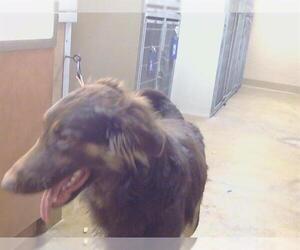 German Shepherd Dog-Unknown Mix Dogs for adoption in Sacramento, CA, USA