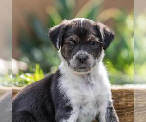 Labrador Retriever-Unknown Mix Dogs for adoption in San Diego, CA, USA