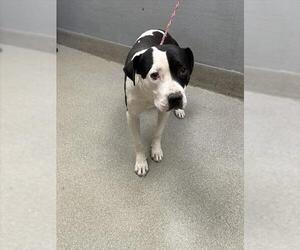 American Pit Bull Terrier-Unknown Mix Dogs for adoption in Las Vegas, NV, USA