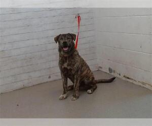 American Pit Bull Terrier-Siberian Husky Mix Dogs for adoption in San Bernardino, CA, USA