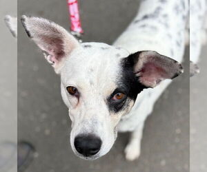 Mutt Dogs for adoption in Canton, CT, USA