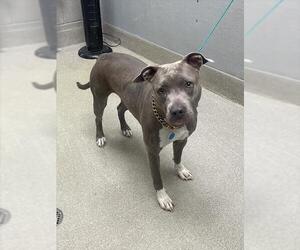 American Pit Bull Terrier-Unknown Mix Dogs for adoption in Las Vegas, NV, USA