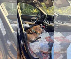 Mutt Dogs for adoption in Shelburne, VT, USA