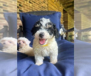 Maltese-Unknown Mix Dogs for adoption in Raleigh, NC, USA