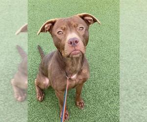 Mutt Dogs for adoption in Fayetteville, NC, USA