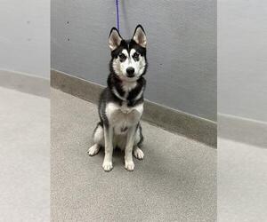 Siberian Husky-Unknown Mix Dogs for adoption in Las Vegas, NV, USA