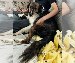 Collie-Unknown Mix Dogs for adoption in Mundelein, IL, USA
