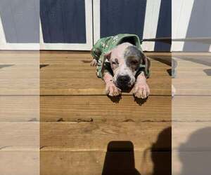 Mutt Dogs for adoption in Greenville, SC, USA