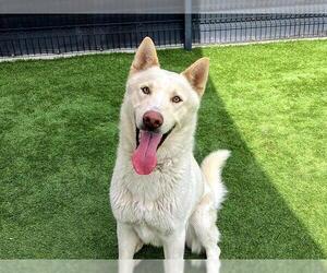 Siberian Husky Dogs for adoption in Orange, CA, USA