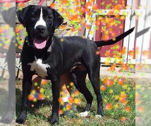 Lab-Pointer Dogs for adoption in Seaford, DE, USA