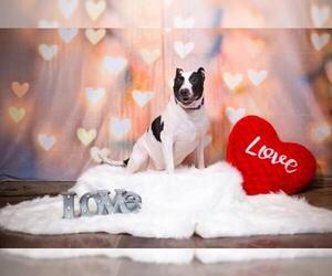 Bull Terrier-Unknown Mix Dogs for adoption in Columbus, GA, USA