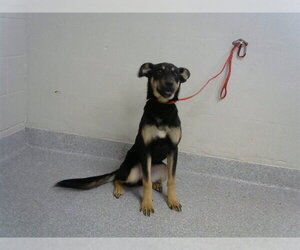 German Shepherd Dog-Unknown Mix Dogs for adoption in Pasadena, TX, USA