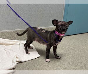 Chihuahua-Unknown Mix Dogs for adoption in Las Vegas, NV, USA