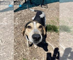 Mutt Dogs for adoption in Waterford, VA, USA