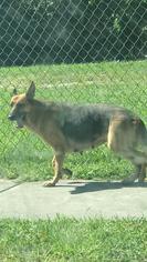 German Shepherd Dog Dogs for adoption in Lithia, FL, USA