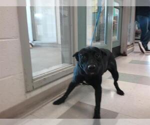 Mutt Dogs for adoption in Oklahoma City, OK, USA