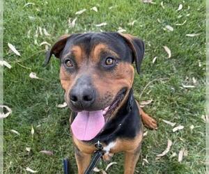 Rottweiler-Unknown Mix Dogs for adoption in Martinez, CA, USA