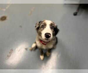 Australian Shepherd Dogs for adoption in Denver, CO, USA