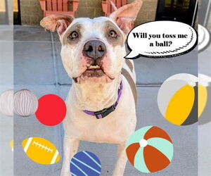 American Pit Bull Terrier Dogs for adoption in Denver, CO, USA