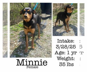 Doberman Pinscher-Unknown Mix Dogs for adoption in Aurora, IN, USA