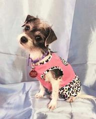 Shih Tzu Dogs for adoption in Oakley, CA, USA