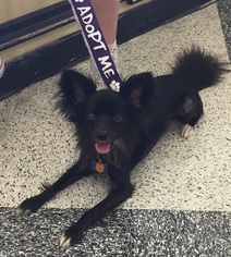 Papillon-Unknown Mix Dogs for adoption in North Richland Hills, TX, USA