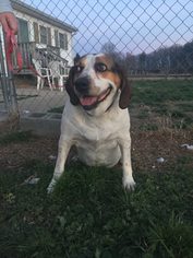 Basset Hound-Labrador Retriever Mix Dogs for adoption in Denton, MD, USA