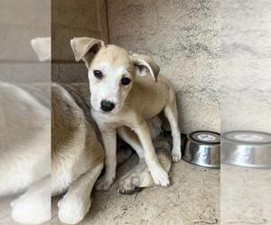 Mutt Dogs for adoption in Oklahoma City, OK, USA