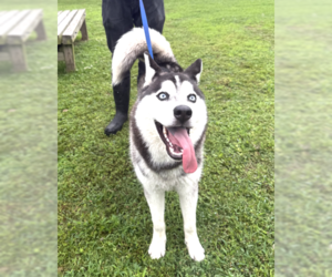 Siberian Husky Dogs for adoption in Carrollton, TX, USA