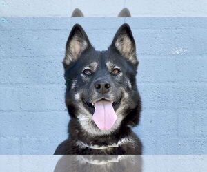 Siberian Husky Dogs for adoption in Pasadena, CA, USA