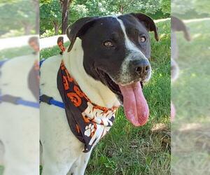 Lab-Pointer Dogs for adoption in Clyde, NC, USA