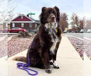 Mutt Dogs for adoption in Sandy, UT, USA