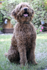 Goldendoodle Dogs for adoption in Palo Alto, CA, USA
