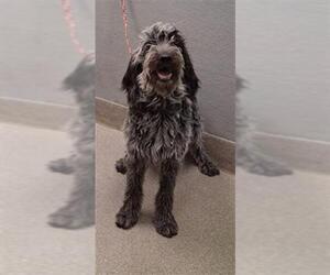 Miniature Bernedoodle Dogs for adoption in Las Vegas, NV, USA