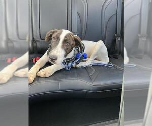 Mutt Dogs for adoption in San Antonio, TX, USA
