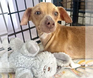 Chihuahua-Unknown Mix Dogs for adoption in Washington, DC, USA