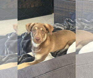 Australian Kelpie-Labrador Retriever Mix Dogs for adoption in Newport Beach, CA, USA