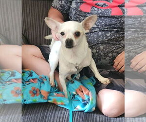 Chihuahua-Unknown Mix Dogs for adoption in Princeton, MN, USA