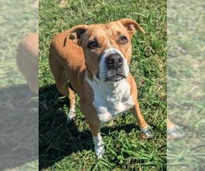 Boxer-Unknown Mix Dogs for adoption in Plano, TX, USA