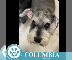 Mutt Dogs for adoption in Kimberton, PA, USA