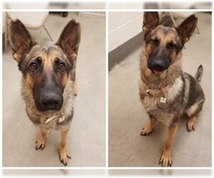 German Shepherd Dog Dogs for adoption in Rowayton, CT, USA