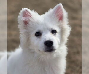 Mutt Dogs for adoption in Fargo, ND, USA