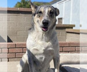German Shepherd Dog-Unknown Mix Dogs for adoption in Beverly Hills, CA, USA