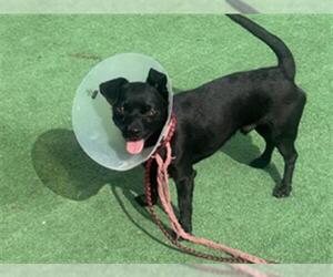 Chihuahua-Unknown Mix Dogs for adoption in Redlands, CA, USA