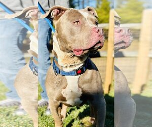 American Pit Bull Terrier Dogs for adoption in Manahawkin, NJ, USA